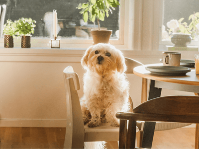 Hundeforsikring